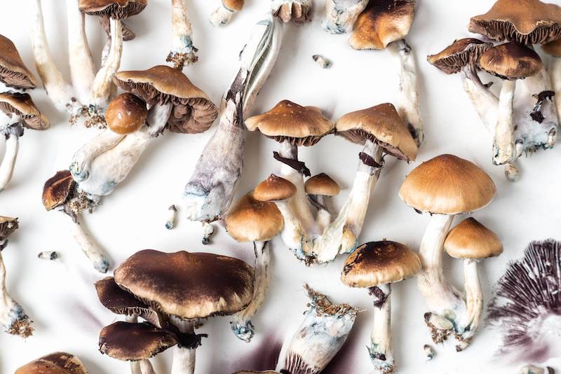 a collection of mushrooms on a table